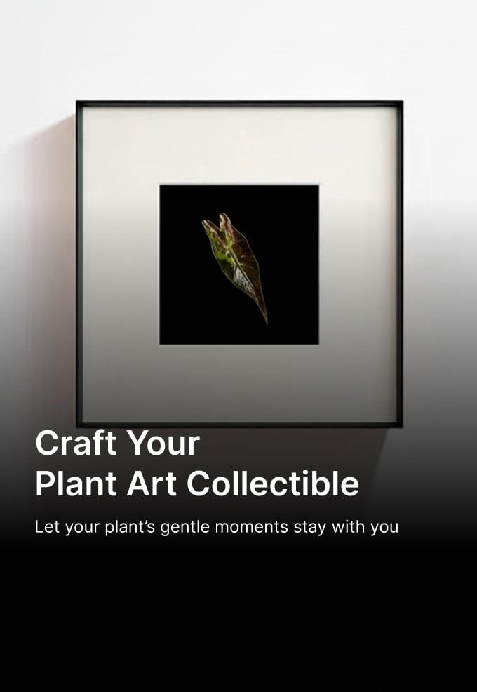 Framed plant art